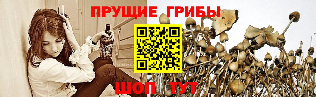 Галлюциногенные грибы мицелий Апшеронск